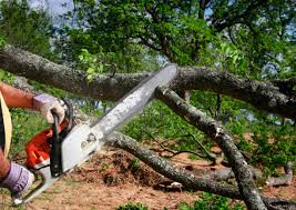 Reliable Richmond Heights, OH Tree Care  Solutions