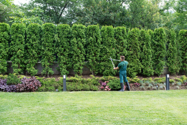 Tree and Shrub Care in Richmond Heights, OH