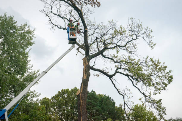 How Our Tree Care Process Works  in  Richmond Heights, OH